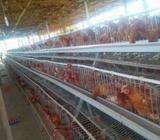 Deluxe Cage For Poultry Layer
