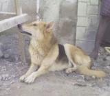 Imported GSD for Mating