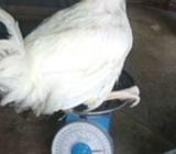 Broilers for Sale!