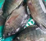 Best and biggest Organically reared Catfish and Tilapia