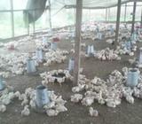 4 weeks broiler for sale