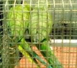 Parakeet Parrott bird for sale