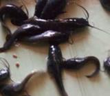 Hybrid Catfish Fingerlings And get Free Consultation To Grow Your Fish