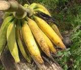 Plantain