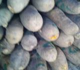 Benue yams