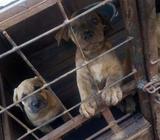 Full bread big head boerboel male and female pupils