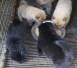 Pure breed chow chow puppies for sale