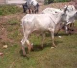 Cattles for sale