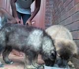 Massive Caucasian puppies