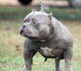 American Bully puppies