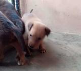 Local Breed Cute Male puppies