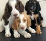 cocker spaniel puppies Bexley
