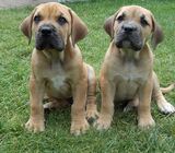 Cute/Pure /Full breed Boerboel Dog/puppy For Sale Going For N60,000 Contact:+2349011683509