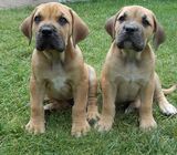 Cute/Pure /Full breed BOERBOEL Dog/puppy For Sale Going For N55,000 Contact:08145445191